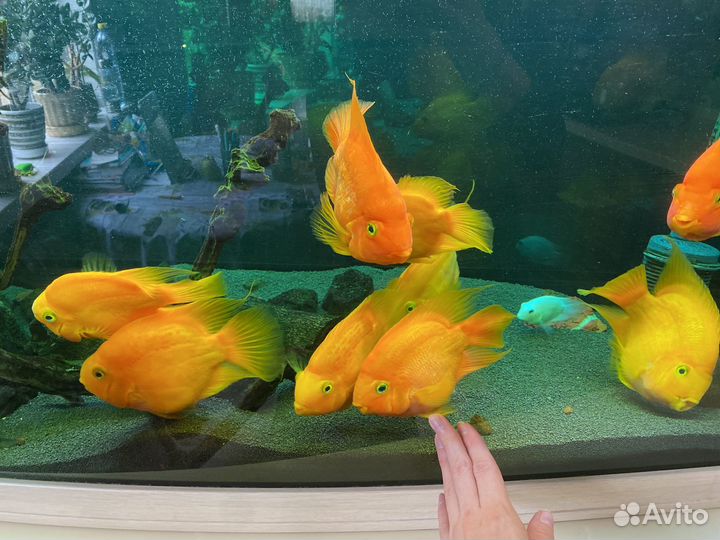 Рыба попугай