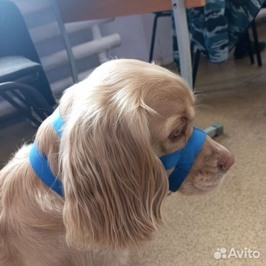 Халти для собак