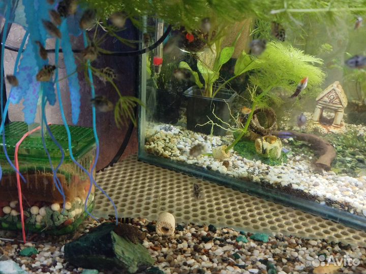 Аквариумные рыбы