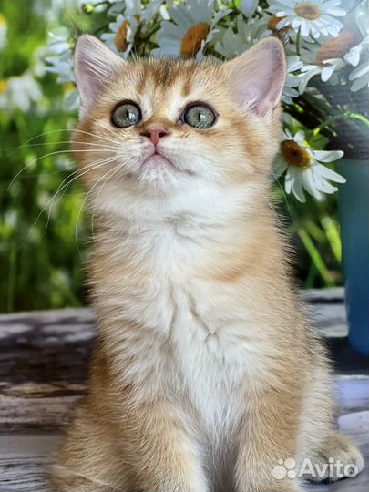 Кошки шотландцы