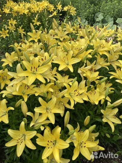 Лилия луковицы