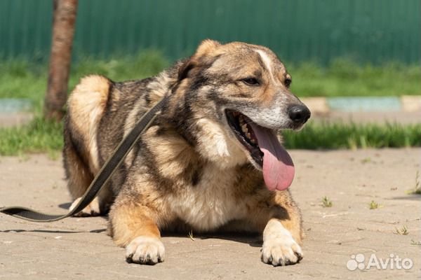 Плюшевый красавец в добрые руки