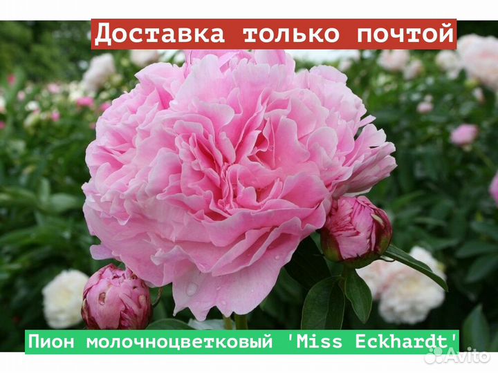 Пион молочноцветковый Miss Eckhardt