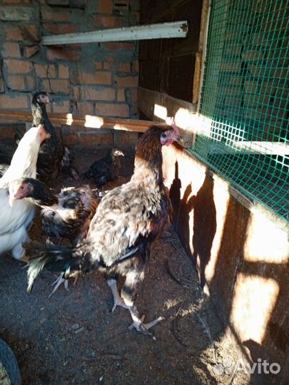 Курочки и петушки