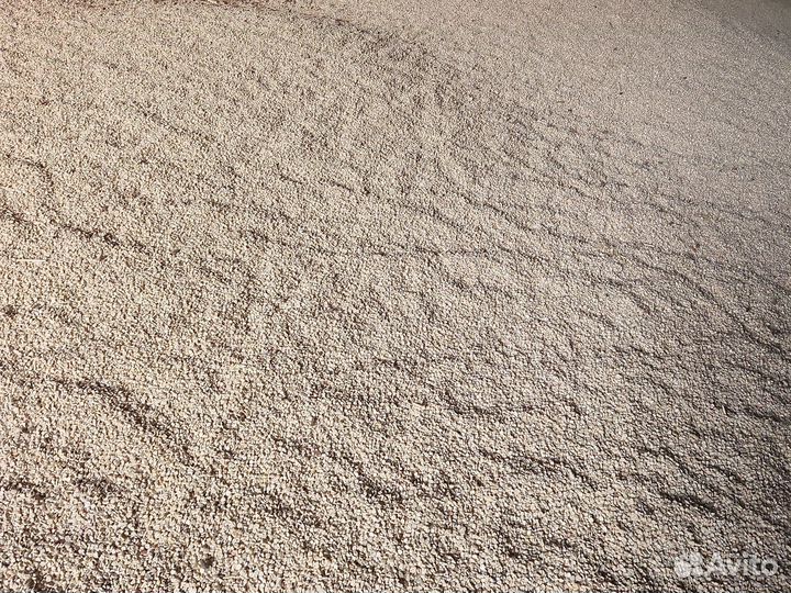 Белая кукуруза