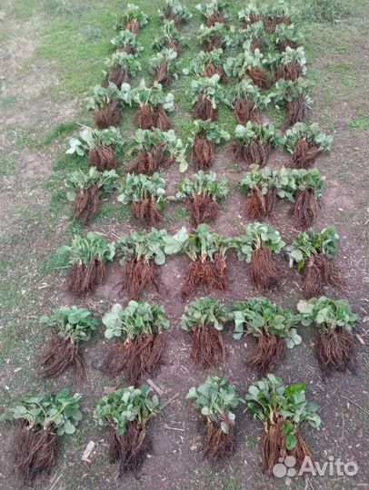 Рассада клубники азия