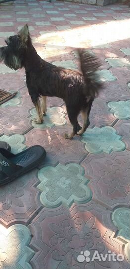 Йоркширский терьер щенки