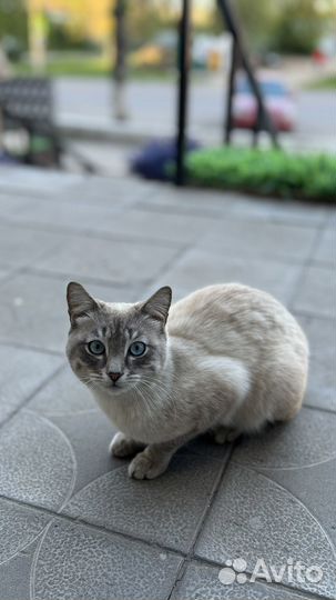 Кот в добрые руки