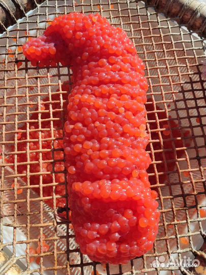 Рыболовные туры на Камчатка