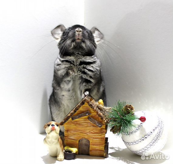 Шиншилла Черный Бархат девочка