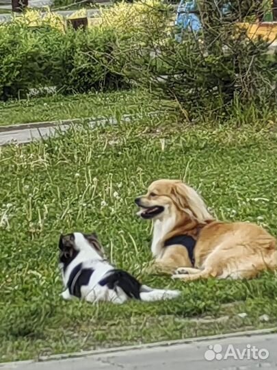 Случка собак