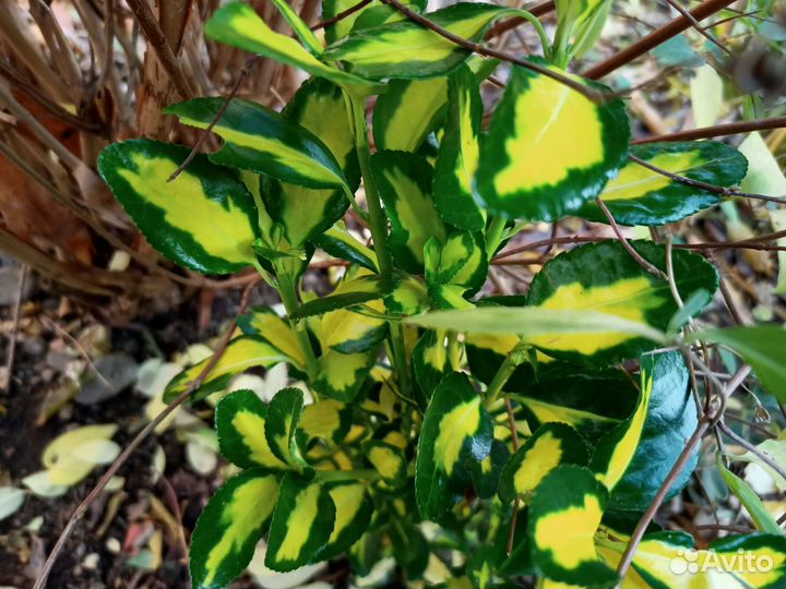 Бересклеты