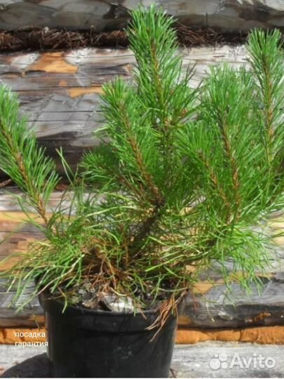 Сосна горная