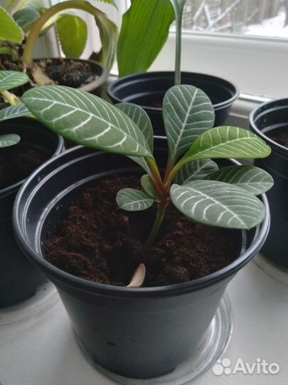 Алоэ, денежное дерево, обезьянья пальма