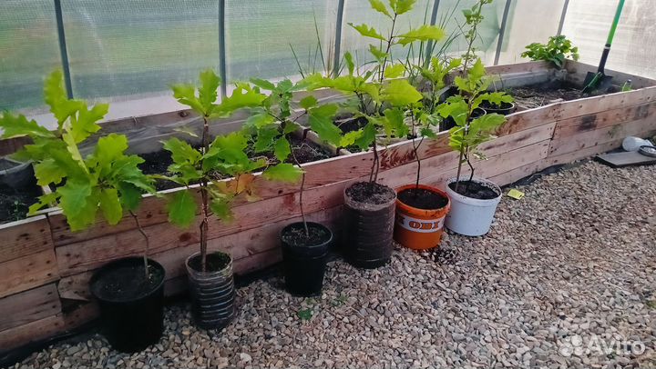 Дуб канадский красный. Саженцы