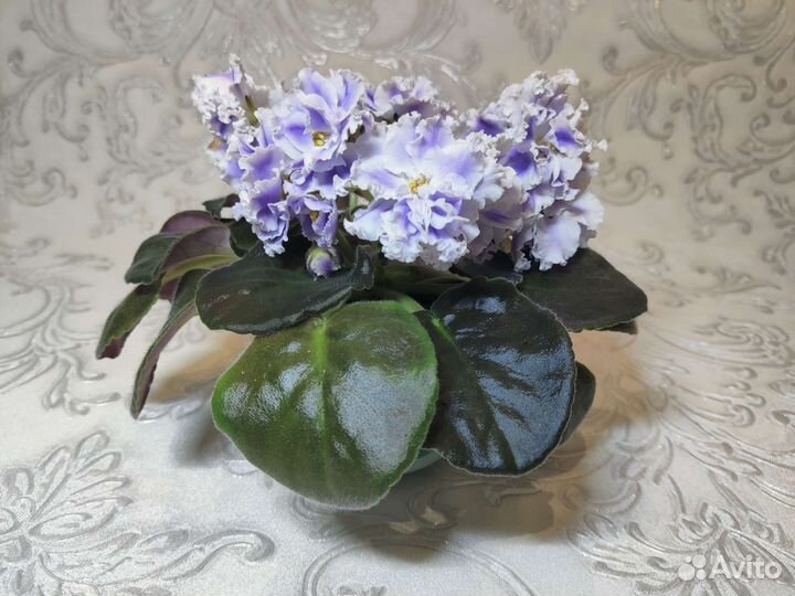 Взрослая фиалка сорта ек-Снежные Карпаты