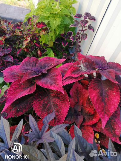 Колеус Аватар и другие