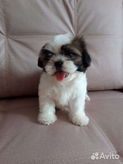 Ши-тцу щенки