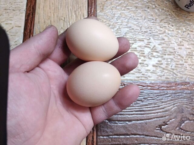 Яйцо инкубацию помесь