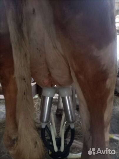 Корова дойная