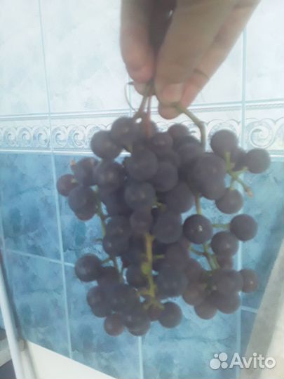 Домашний виноград