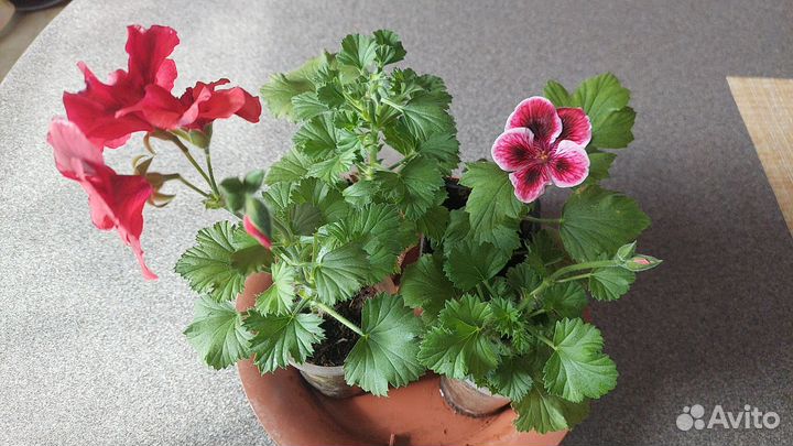 Королевская пеларгония