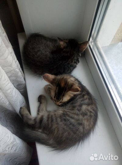 Котяши-крепыши