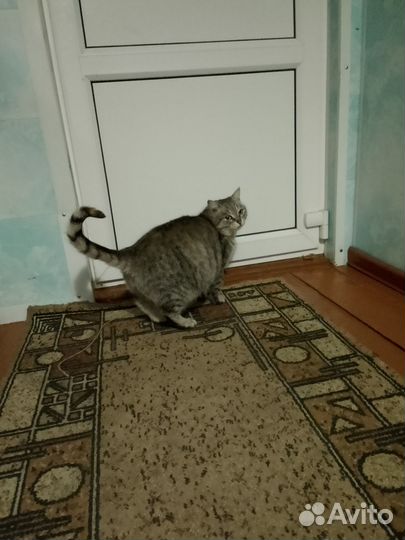 Кошка в добрые руки