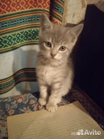 Котенок мальчик ищет дом