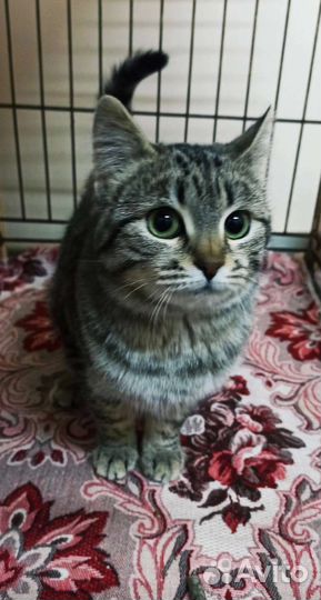 Кошка в дар бесплатно