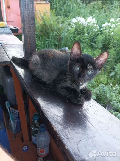 Отдам бесплатно котят