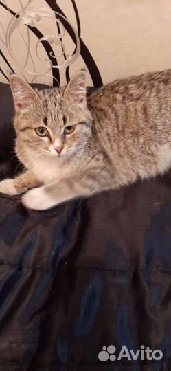 Котик в самые добрые ручки