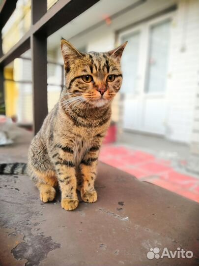 Кошечка ищет семью