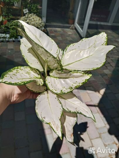 Аглаонемы микс