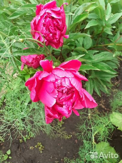 Пионы саженцы