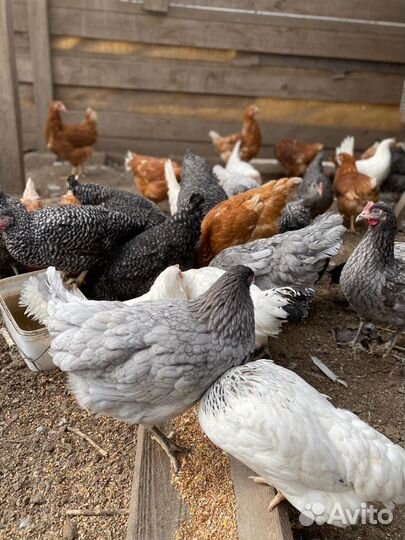 Куры,утята,муларды,гусята