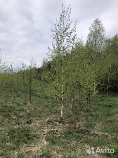 Береза пушистая, береза бородавчатая