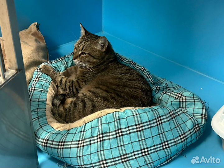 Кошечка из приюта в добрые руки