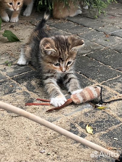 Котята в добрые руки бесплатно