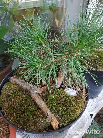 Кедр сибирский 4 года. Саженцы кедра