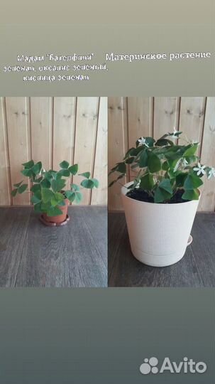 Оксалис, кислица, мадам 