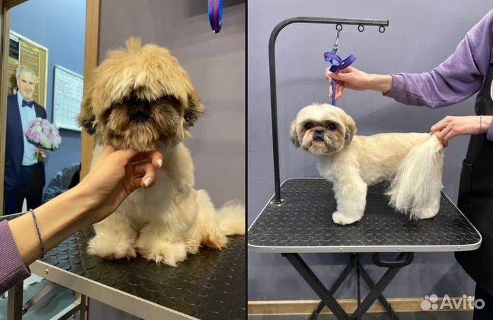 Груминг собак и кошек (Пашино)