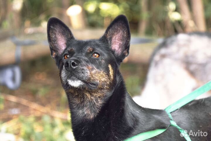 Собака в добрые руки отдам бесплатно