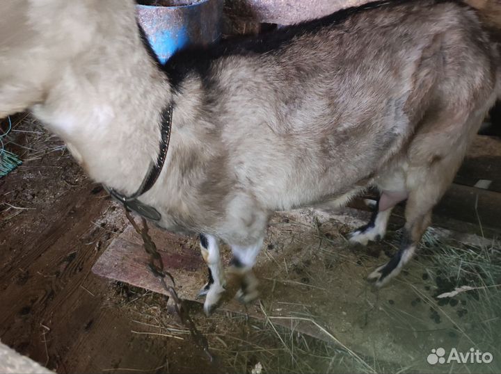 Козы ламанча