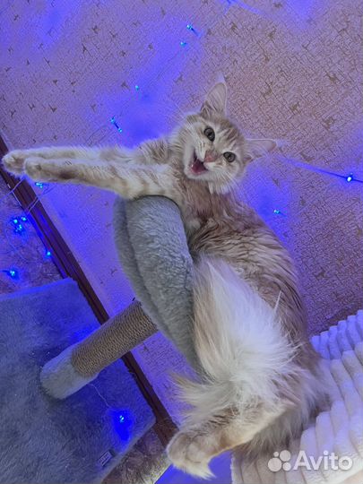 Мейн-кун в добрые руки