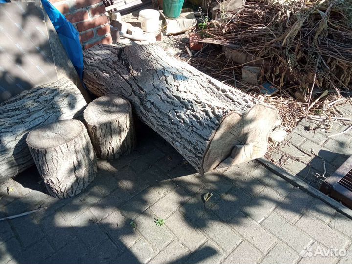 Дерево спиленное орех