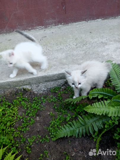 Котята в добрые руки даром бесплатно