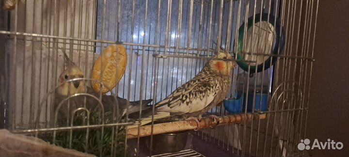 Пара попугаев карелл