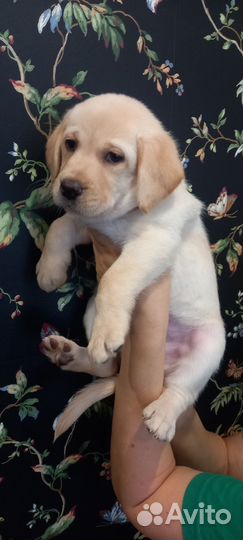 Лабрадор щенок