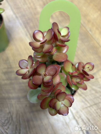 Редкие суккуленты